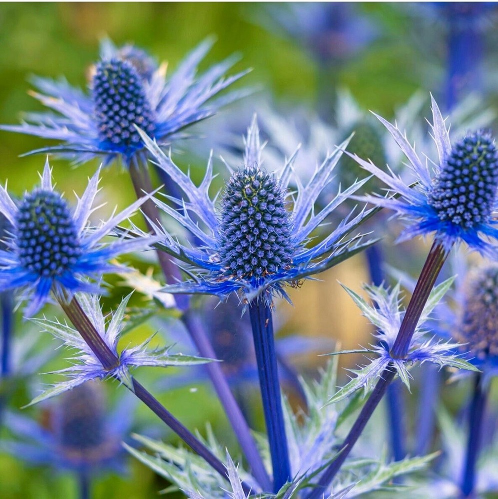 20 Flax Blue Sea Holly Dormant seeds for spring summer Blue colorful fast growi