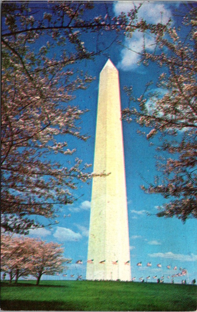 Postcard Washington Monument DC Cherry Blossoms Vintage Chrome Unposted