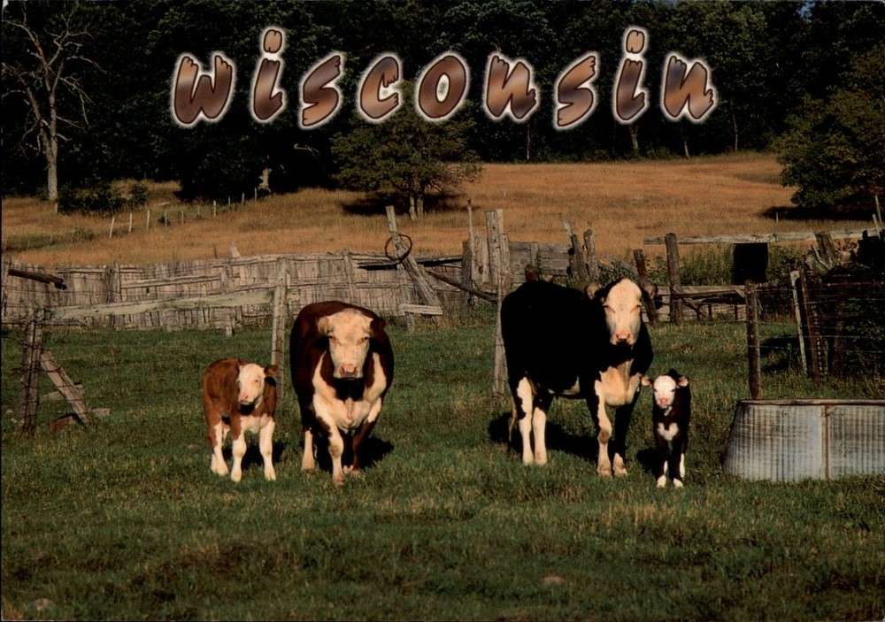 Wisconsin Cows and Calves in pasture fence watering trough vintage postcard