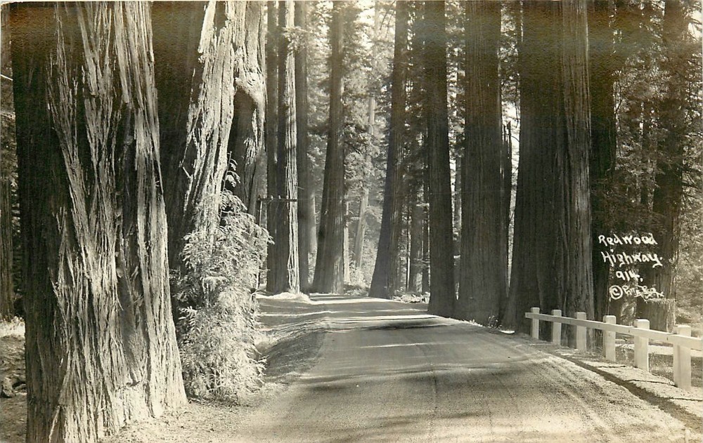 1930s Redwood Highway California Humboldt Avenue of Giants RPPC Postcard 26-2665