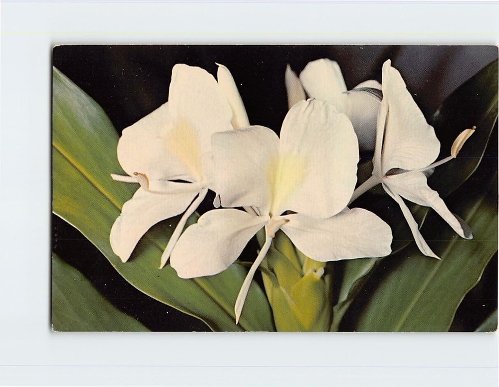 Postcard White Ginger Blossoms Hawaii USA