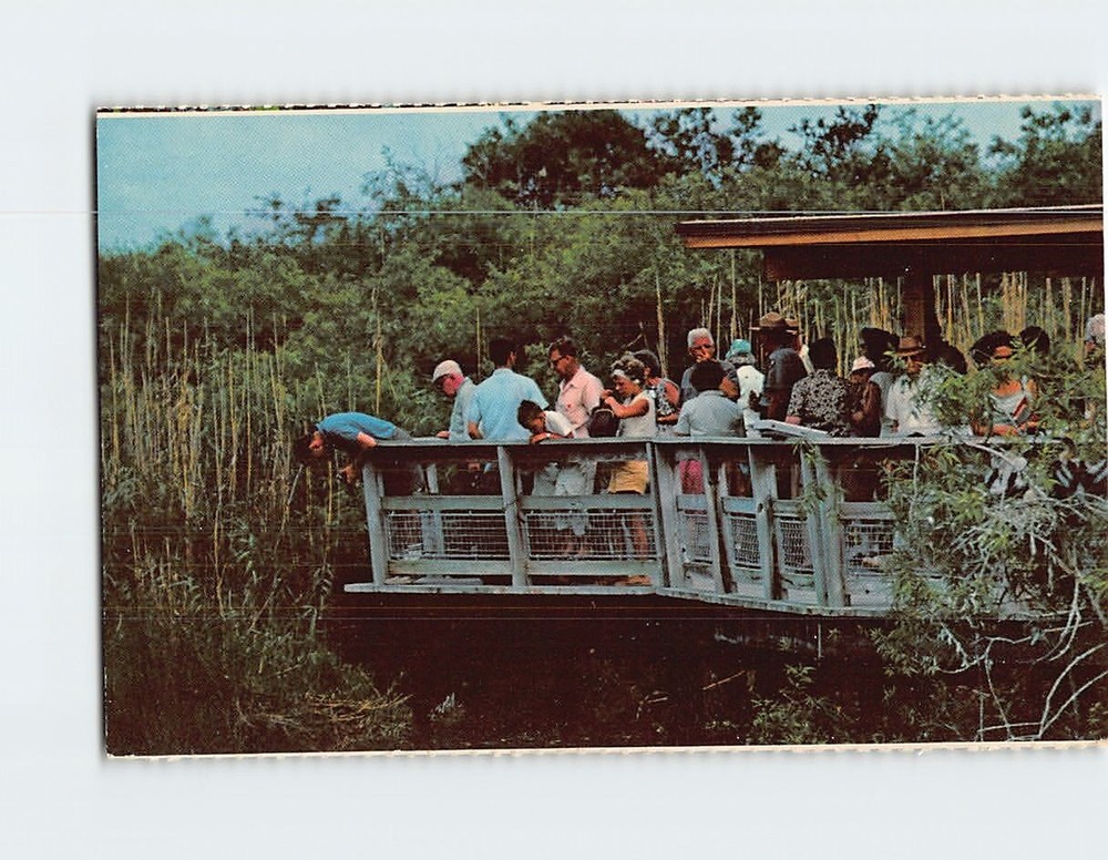 Postcard Anhinga Trail Everglades National Park Florida USA