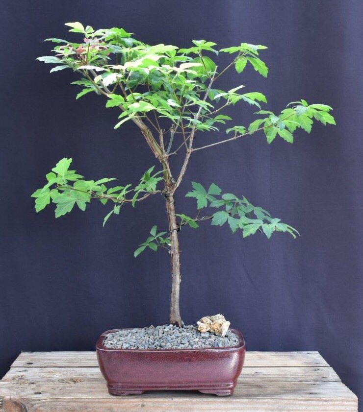 Paperbark Maple Bonsai Tree Live Plant Outdoor Deciduous Acer Griseum 17
