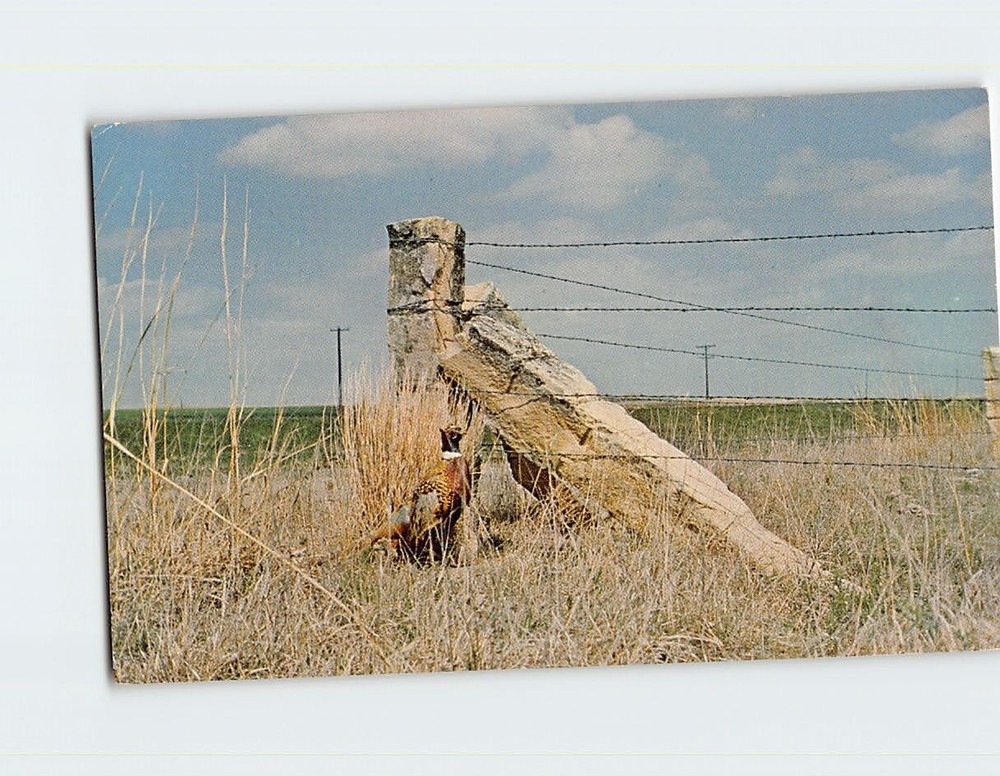 Postcard Limestone Posts with a Pioneer Personality North Central Kansas USA