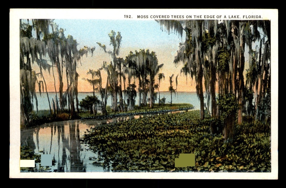 Moss Covered Trees On The Edge Of A Lake Florida FL Unp Postcard