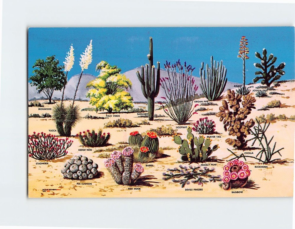 Postcard Cacti and Desert Flora of the Great Southwest