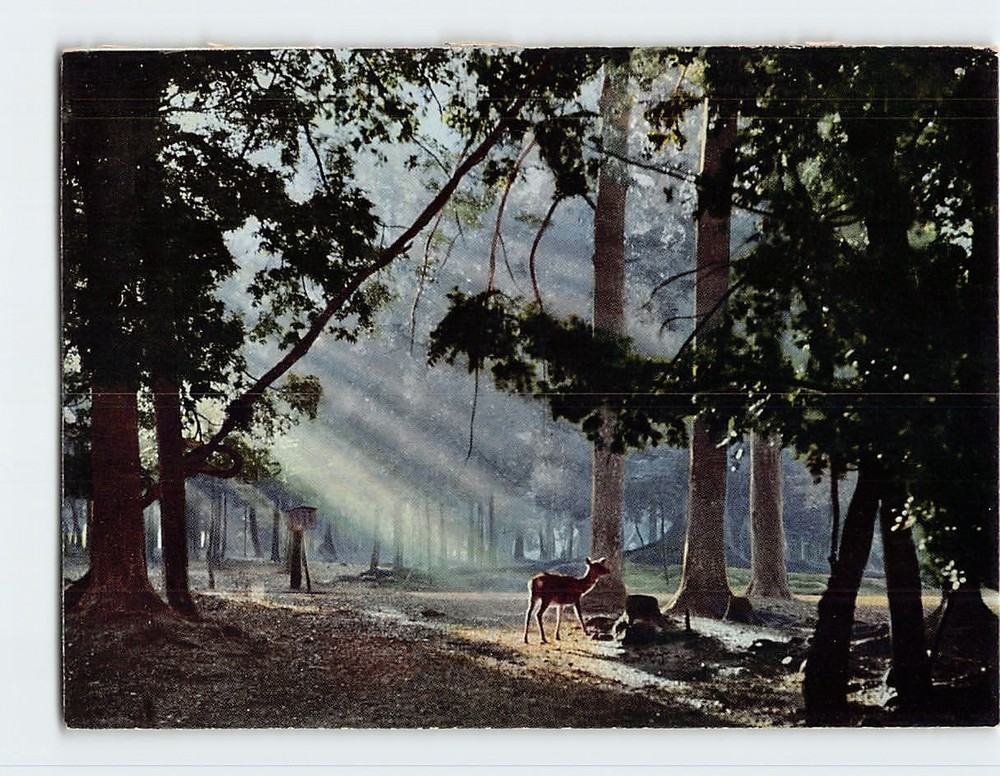 Postcard Nara Park Nara Japan