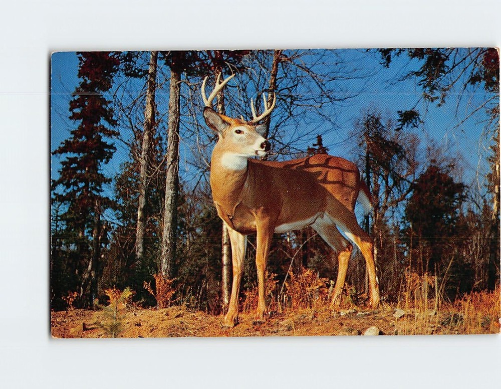Postcard A Red Deer in Algonquin Provincial Park Ontario Canada