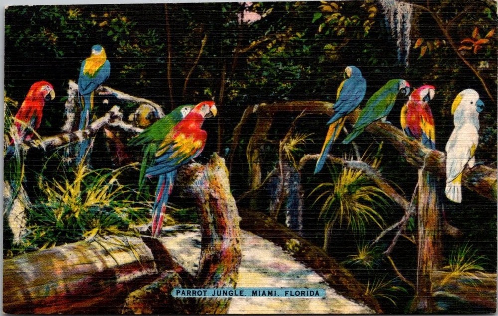 1953 Parrot Jungle Miami FL Linen Postcard Macaws & Cockatoos Birds Vintage
