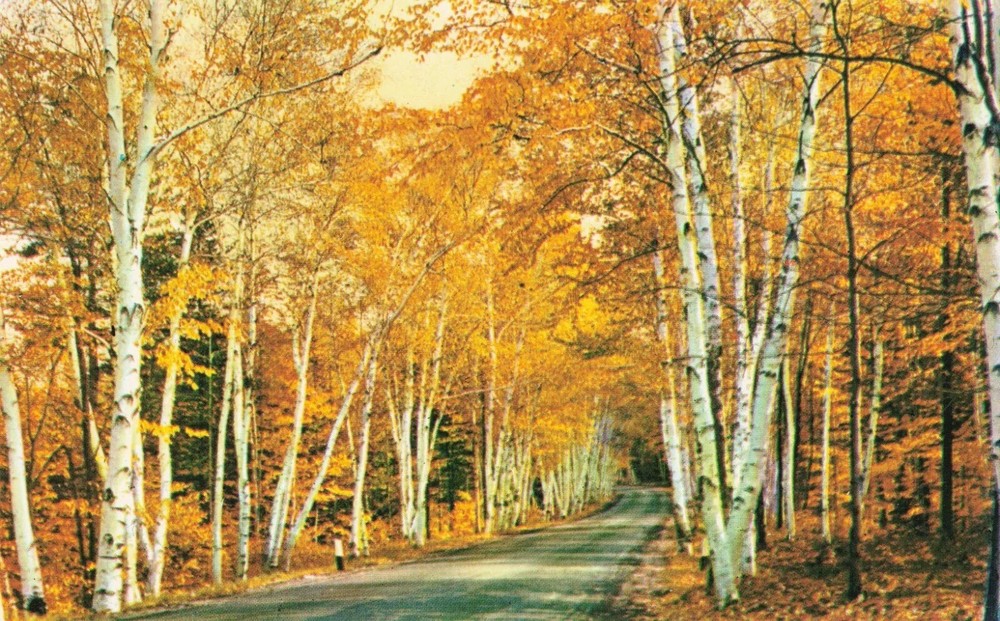 Shelburne Memorial Highway - White Mountains, New Hampshire NH - Postcard