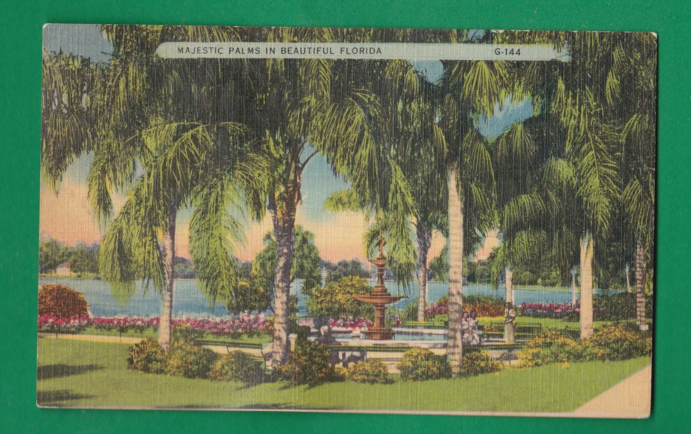 Florida - Majestic Palms In Beautiful Florida Postcard  2310