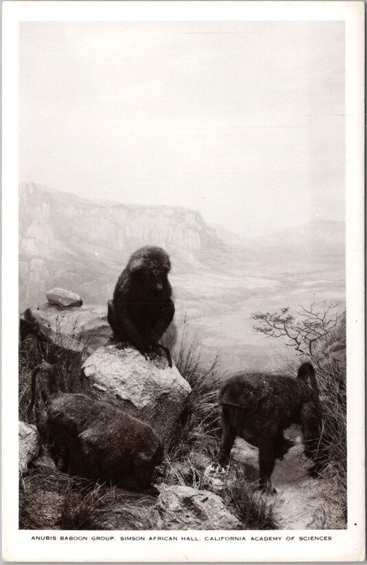 1940s CALIFORNIA ACADEMY OF SCIENCES Photo RPPC Postcard 