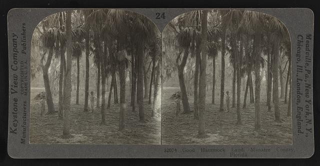 Photo:Good hammock land, Manatee County, Florida