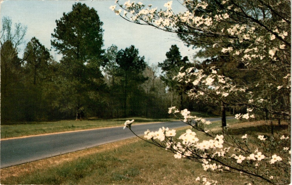 NATCHEZ TRACE PARKWAY, DOGWOOD, Spring, Trees, Shrubs, Flowers Postcard