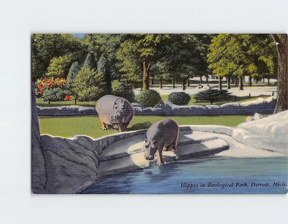 Postcard Hippos Hippopotamus Zoological Park Detroit Michigan USA North America