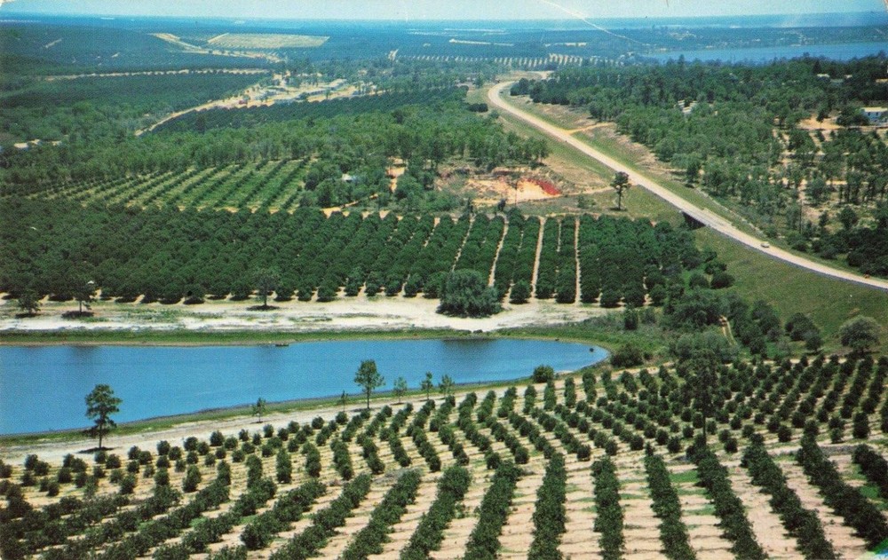 Clermont FL Florida, Citrus Groves & Lakes from Citrus Tower, Vintage Postcard