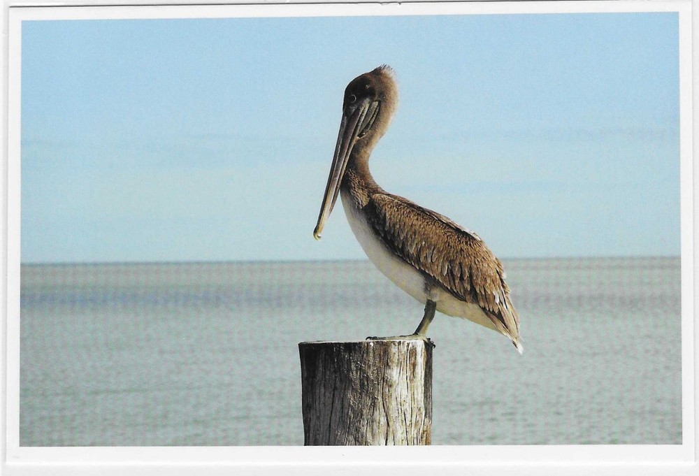 NEW Nautical Seaside Beach Ocean Coastal Themed Postcard