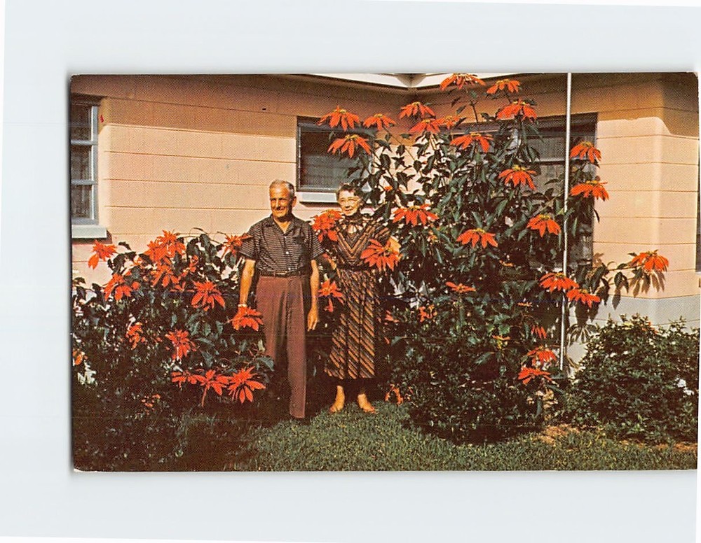 Postcard Red And Radiant Poinsettias In Natural 