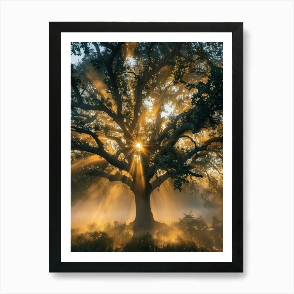 Sunrise Over The Oak Tree Art Print Framed Wall Art Poster Canvas Print Picture
