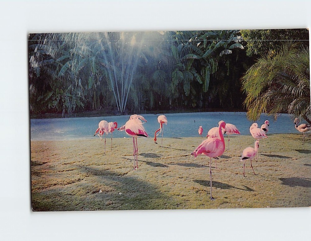 Postcard Flamingos San Diego Zoo Balboa Park San Diego California USA