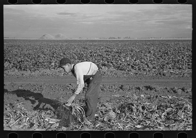 Sugar beet worker,near Fisher,Minnesota,MN,Farm Security Administration,FSA,12