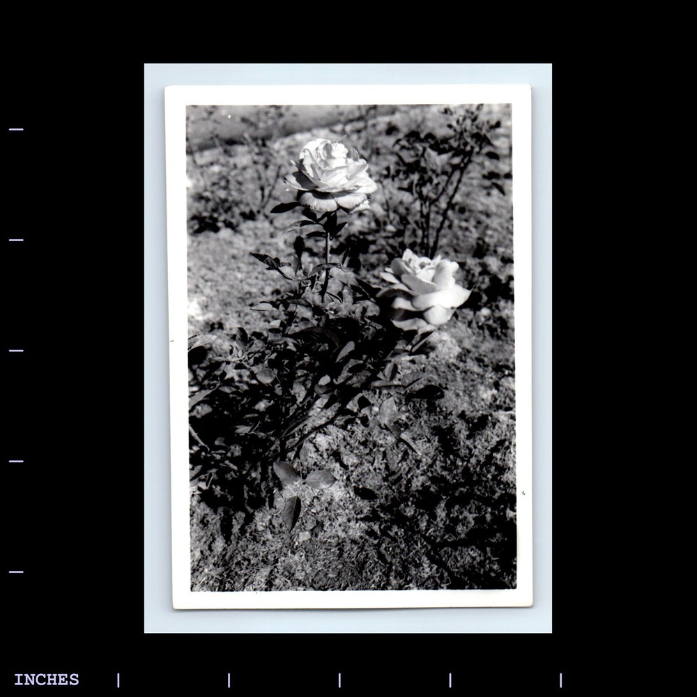Old Vintage Photo CLOSE-UP OF FLOWERS ROSES