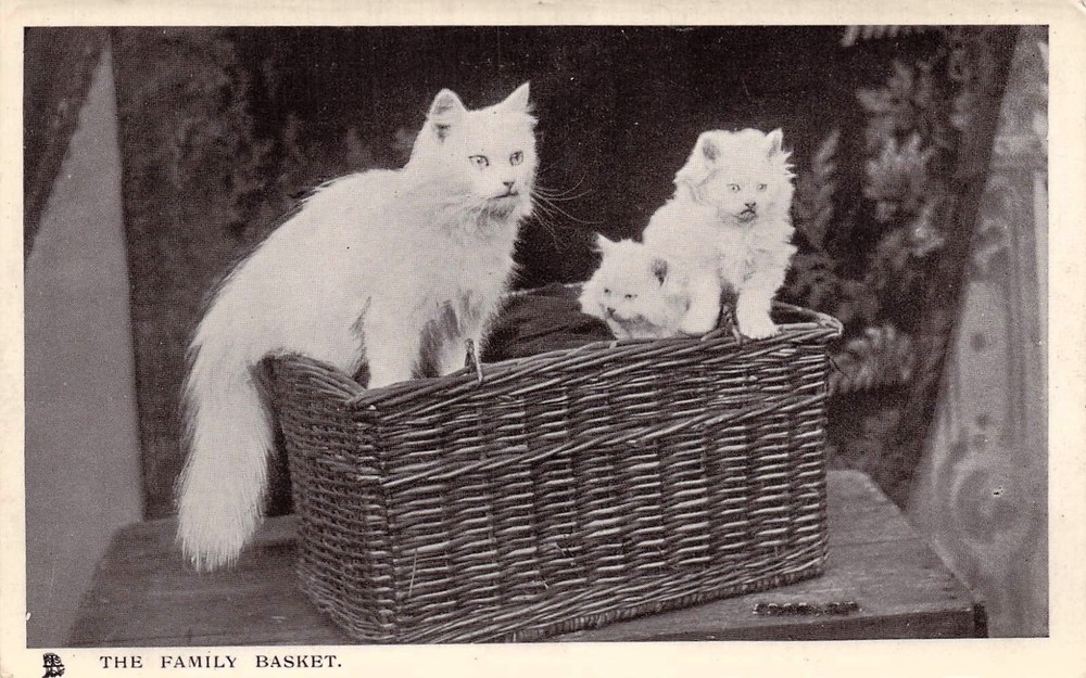 Persian Cat Kittens Woven Basket Raphael Tuck Feline Glosso Vtg Postcard E10