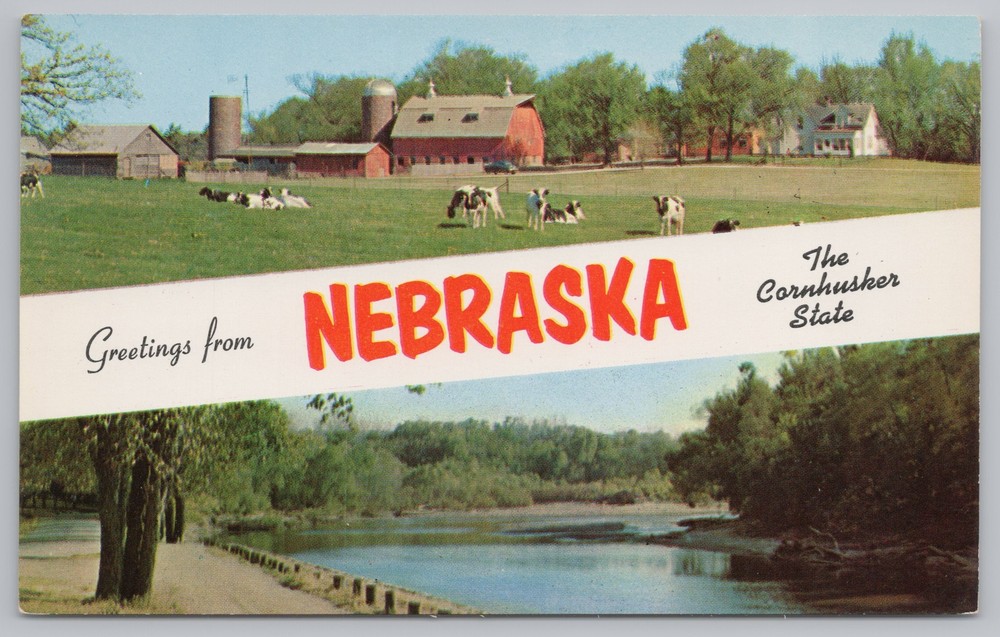 State View~Cows In Pasture & River Scene Greeting From Nebraska~Vintage Postcard