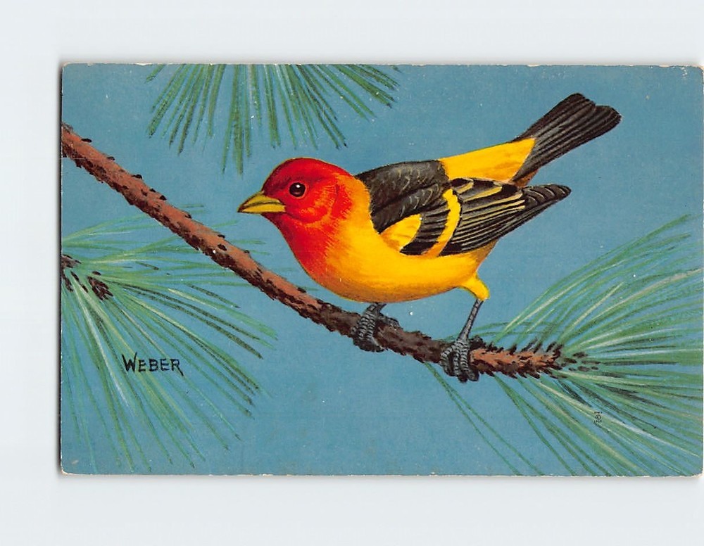 Postcard Western Tanager Bird