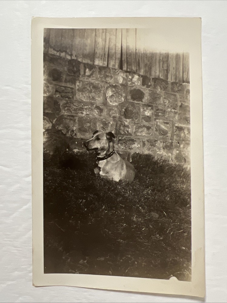 VTG Snapshot Photo of a Dog 1932, Animal