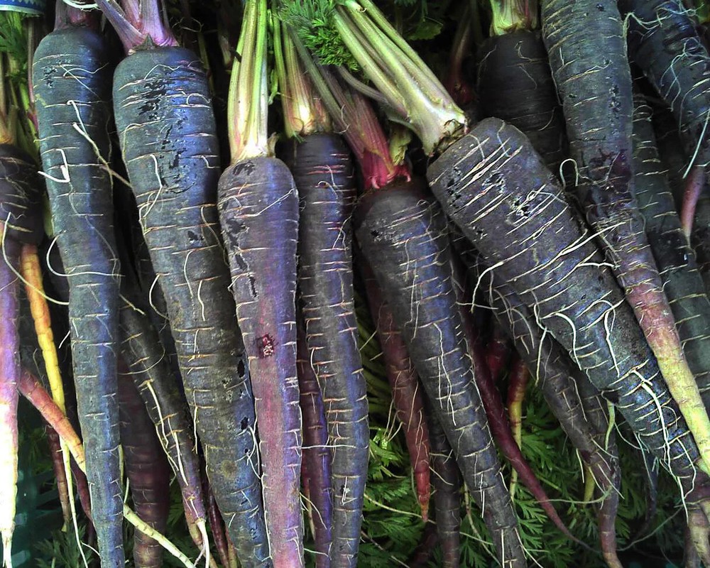 Black Nebula Carrot Seeds, NON-GMO, Deep Purple, Antioxidant, FREE SHIPPING