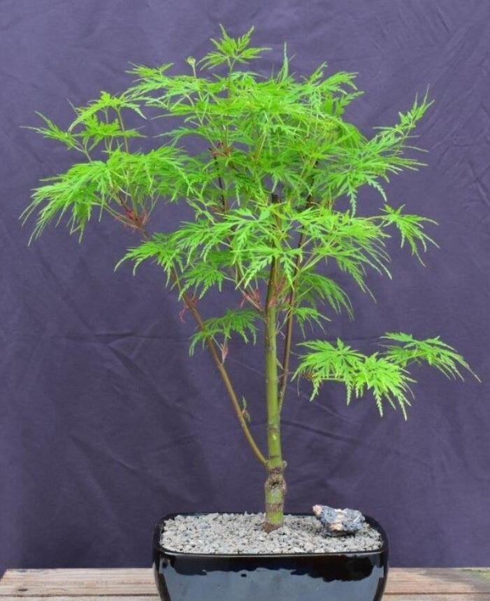 Green Japanese Laceleaf Maple Bonsai Tree 18