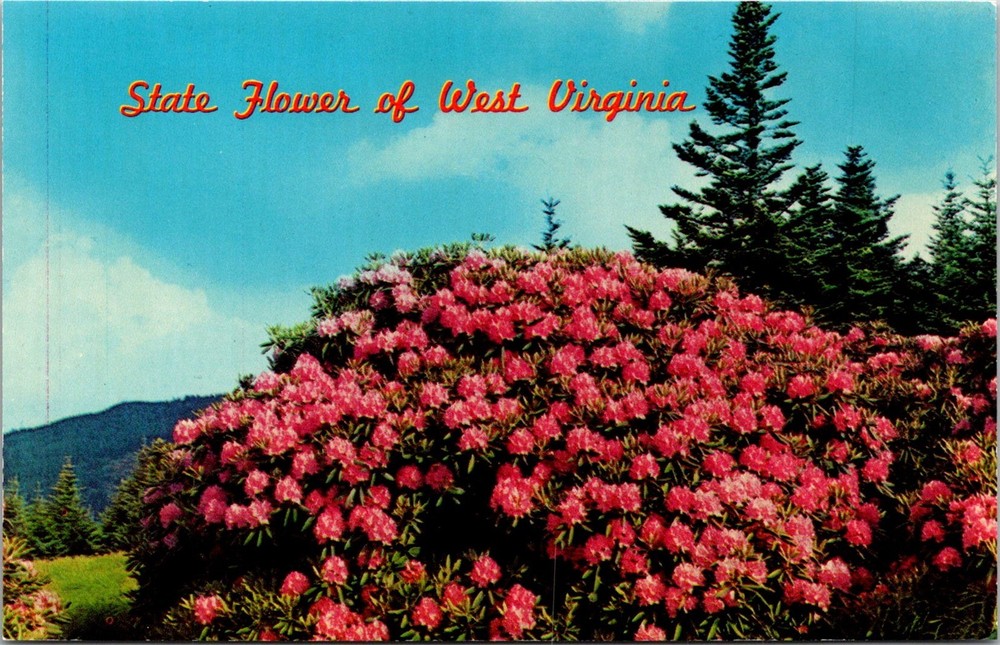 Dr Jim Stamps Postcard State Flower Of West Virginia Rhododendrons