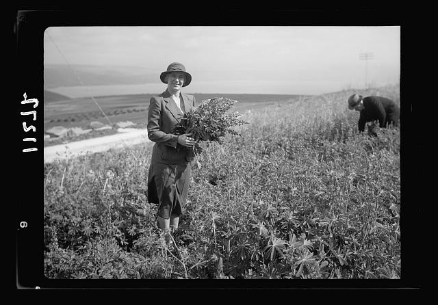 Tiberias Israel 1940 Mrs Torrance Scots Mission Hospital Lupine Field