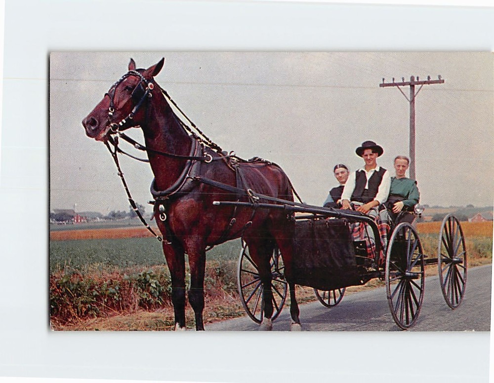 Postcard Young Amish Boy and Girls in Open Courting Buggy & Horse Pennsylvania