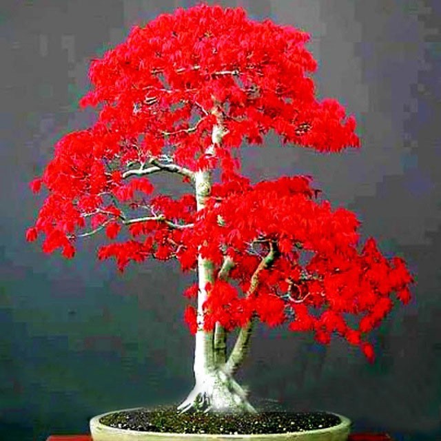 Japanese Maple Tree Seeds  Rare Acer Palmatum Bonsai Potted Plants 30Pcs-image