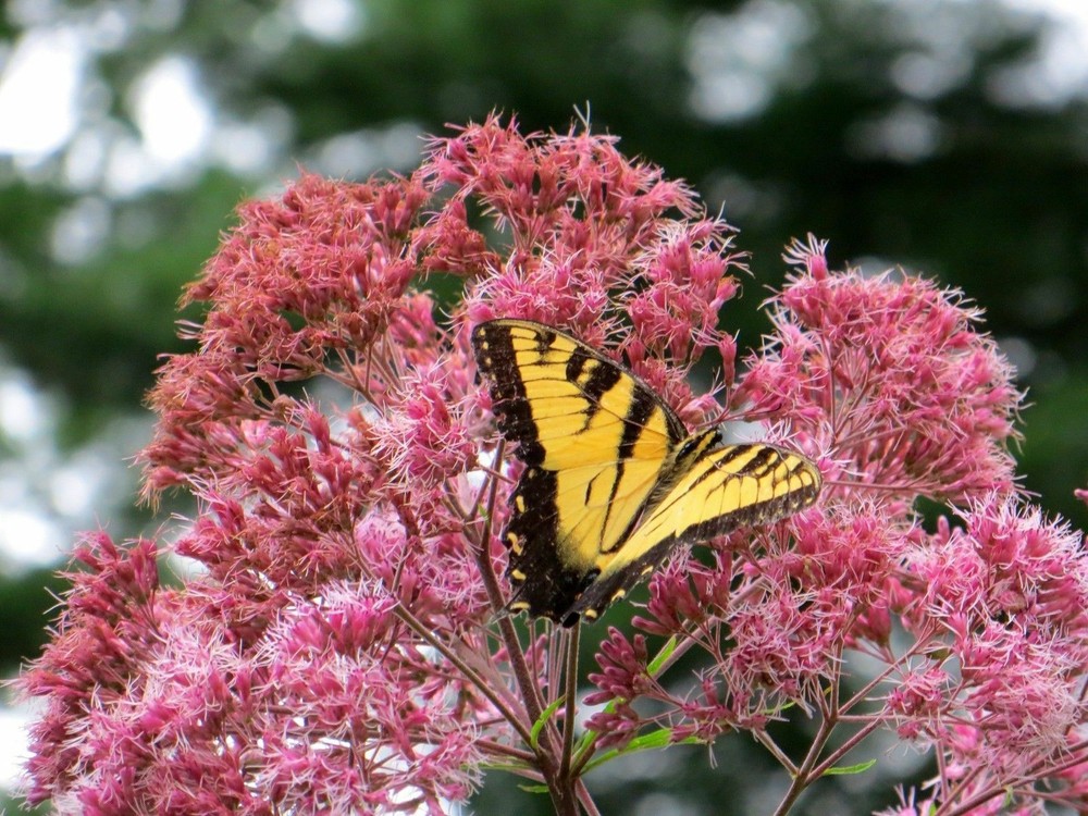 Sweet Joe Pye Weed Wildflower Seeds - Eupatorium purpureum - FR7