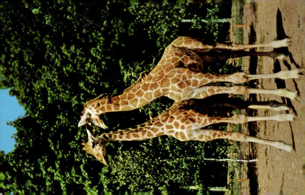 1950s Catskill Game Farm Catskill NY Nubian Giraffes Vintage Color Postcard