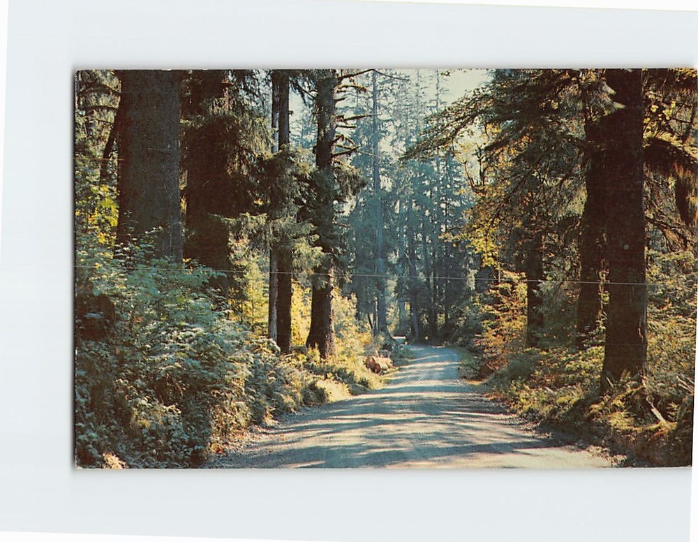 Postcard A Forest Highway Hoh River Valley Western Washington USA