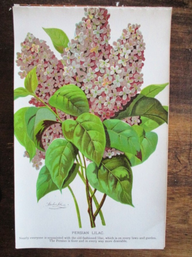 Vtg, Print, PERSIAN LILAC, WHITE ALDUS SHRUB, BOTANICAL, 1900