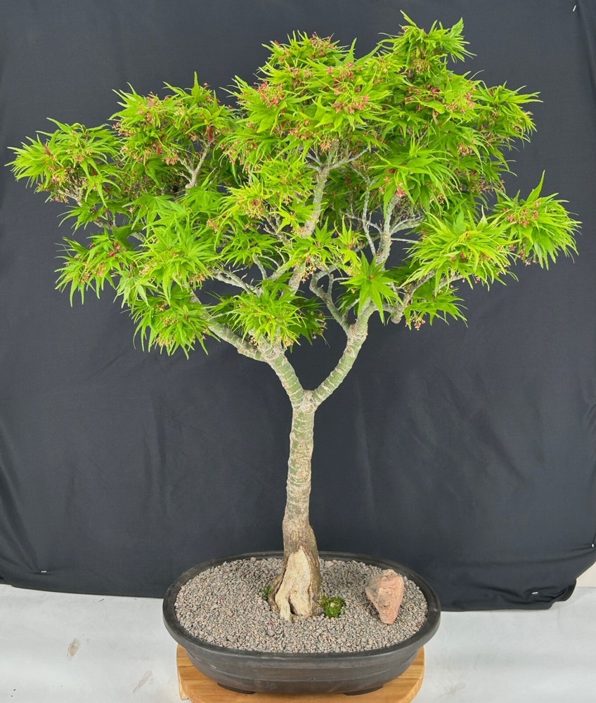 Japanese Green Maple Bonsai Tree 35in Outdoor Acer Palmatum Mikawa Yatsubusa-image
