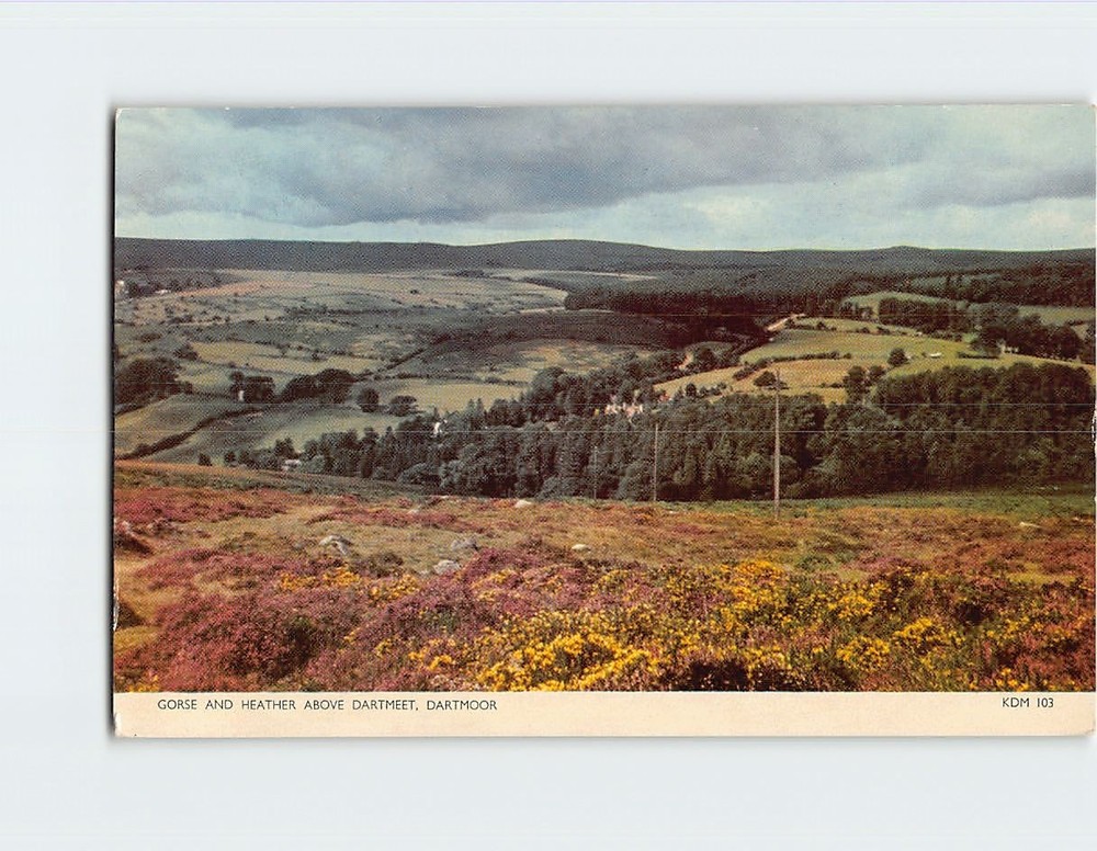 Postcard Gorse And Heather Above Dartmeet Dartmoor England