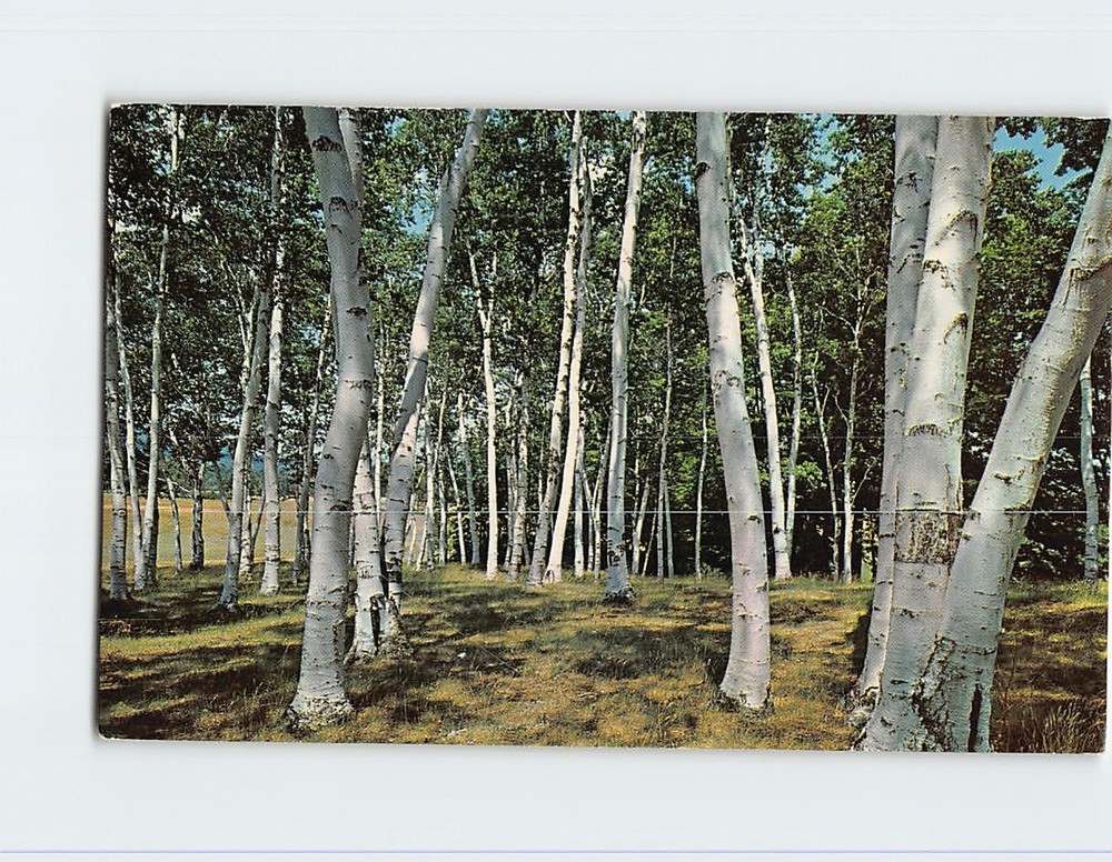 Postcard White Birches of New England USA