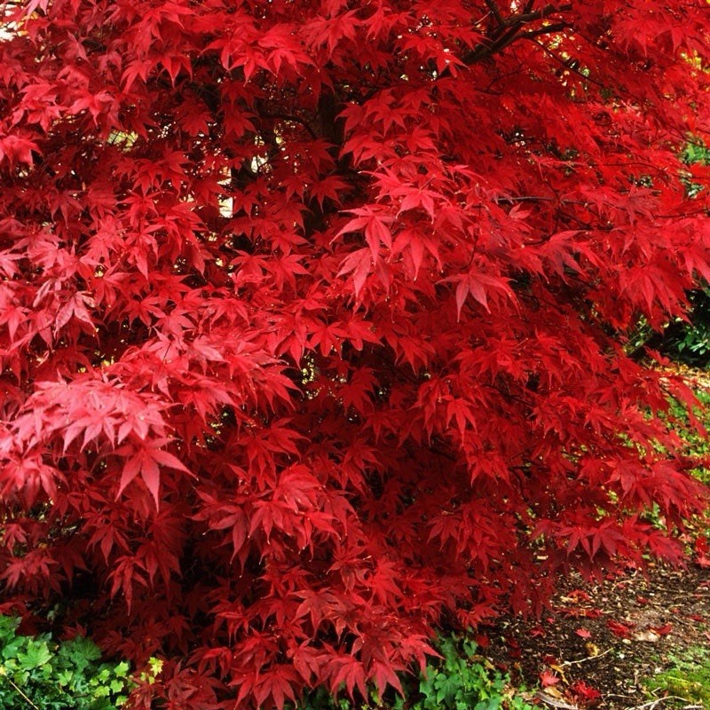 Japanese Maple Tree 2ft Acer Palmatum “Bloodgood”-image