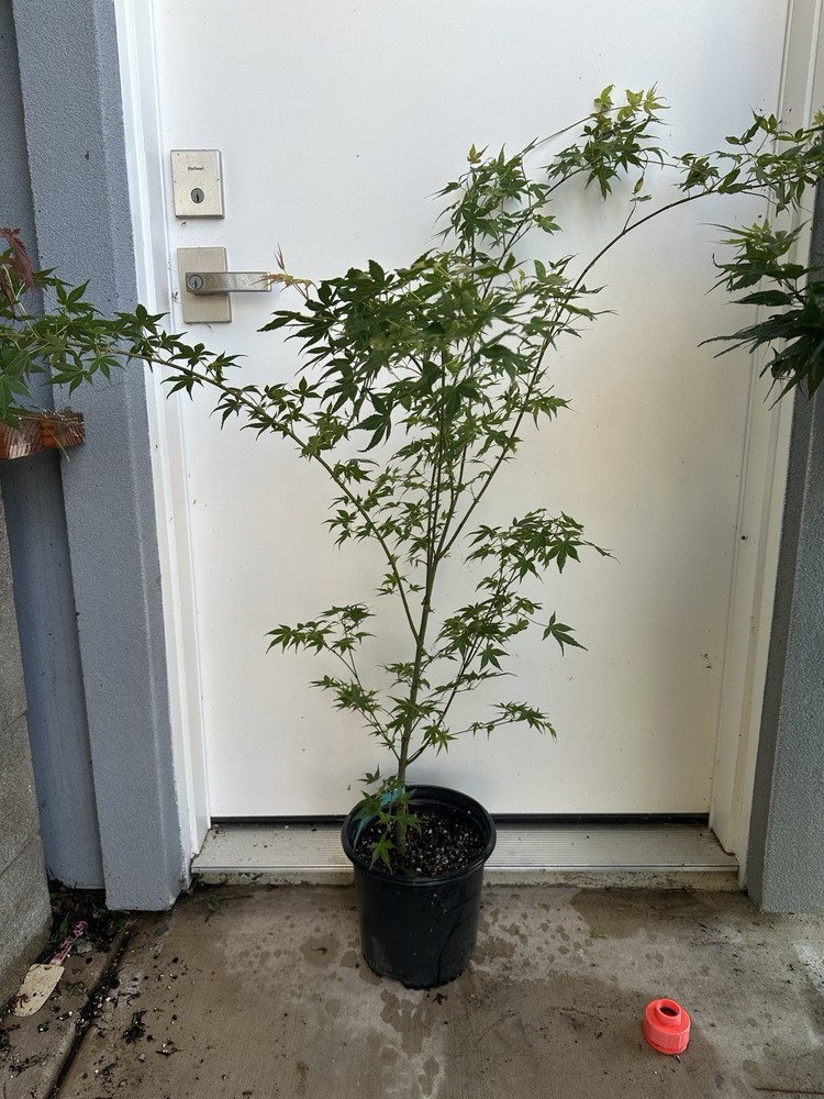 1 Gallon - Acer palmatum ‘Orange Marmalade’ Japanese Maple-image