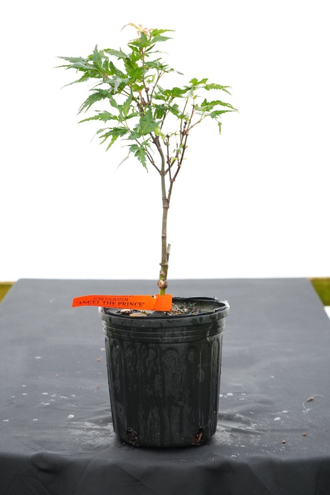 Acer palmatum 'Angel the Prince' Japanese Maple 1 Gallon