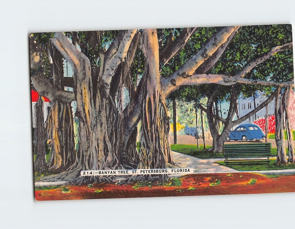 Postcard Banyan Tree St. Petersburg Florida USA