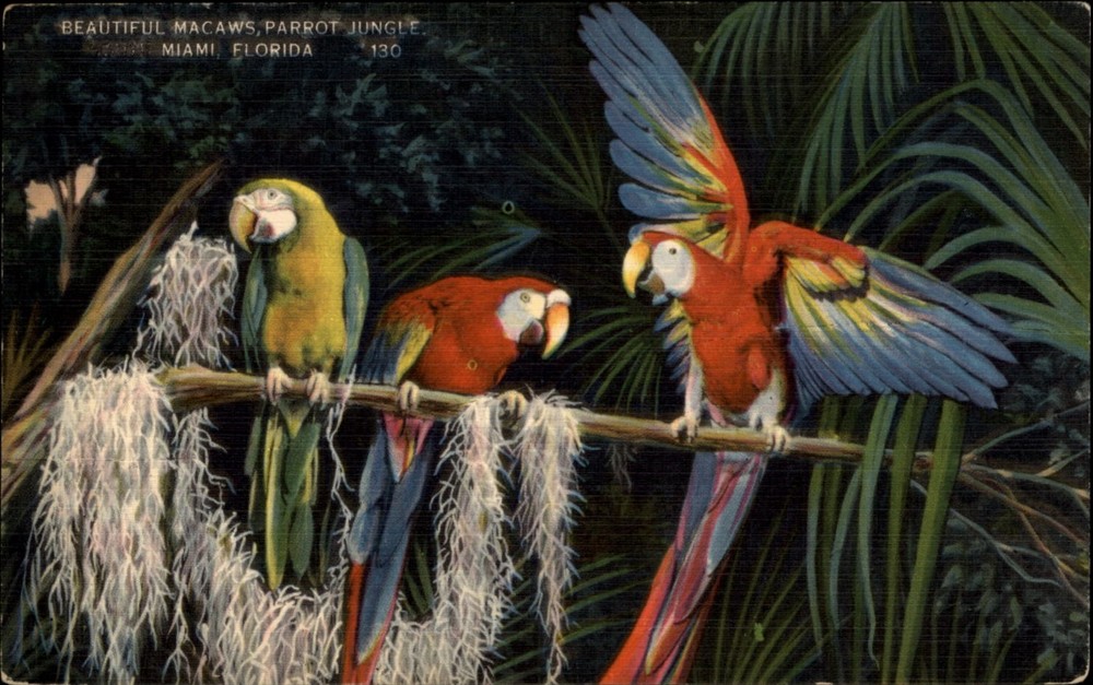 Macaws Parrot Jungle Miami Florida tropical birds vintage postcard w753