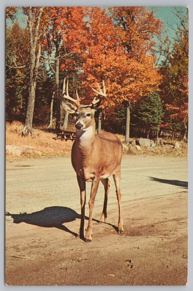 Animal~Deer In Road In Autumn~Vintage Postcard
