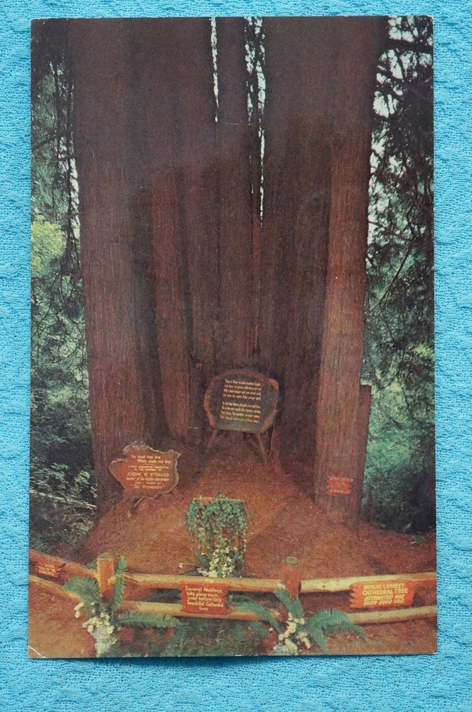 Cathedral Tree - Trees of Mystery - Redwood Highway, California